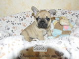 Vente d&rsquo;un chiot Bouledogue Fran&ccedil;ais m&acirc;le de couleur sable (LOF)