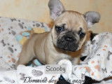 Vente d&rsquo;un chiot Bouledogue Fran&ccedil;ais m&acirc;le de couleur sable (LOF)