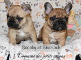 Vente d&rsquo;un chiot Bouledogue Fran&ccedil;ais m&acirc;le de couleur sable (LOF)