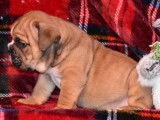 Vente de cinq chiots Bulldog Anglais (LOF) 4 mâles 1 femelle