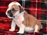 Vente de cinq chiots Bulldog Anglais (LOF) 4 mâles 1 femelle
