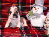 Vente de cinq chiots Bulldog Anglais (LOF) 4 mâles 1 femelle