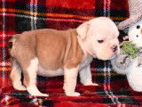 Vente de cinq chiots Bulldog Anglais (LOF) 4 mâles 1 femelle