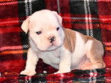 Vente de cinq chiots Bulldog Anglais (LOF) 4 mâles 1 femelle