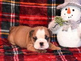 Vente de cinq chiots Bulldog Anglais (LOF) 4 mâles 1 femelle