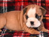 Vente de cinq chiots Bulldog Anglais (LOF) 4 mâles 1 femelle