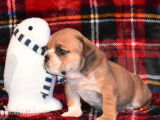 Vente de cinq chiots Bulldog Anglais (LOF) 4 mâles 1 femelle