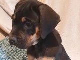 Un chiot mâle Cane Corso noir et fauve LOF à acheter