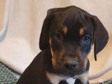 Un chiot mâle Cane Corso noir et fauve LOF à acheter