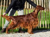 Etalon Setter Irlandais LOSH disponible pour saillie