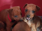 À la vente : 4 chiots Pinscher Nain non LOF noir et feu ou fauves