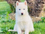 Chiots Husky Sibérien disponibles à l’achat (non LOF)