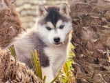Chiots Husky Sibérien disponibles à l’achat (non LOF)