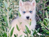 Chiots Husky Sibérien disponibles à l’achat (non LOF)