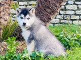 Chiots Husky Sibérien disponibles à l’achat (non LOF)
