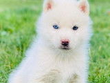 Chiots Husky Sibérien disponibles à l’achat (non LOF)