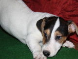 Un chiot mâle Jack Russell tricolore non LOF mis en vente