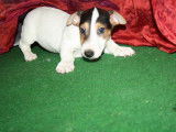 Un chiot mâle Jack Russell tricolore non LOF mis en vente