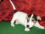 Un chiot mâle Jack Russell tricolore non LOF mis en vente