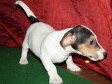 Un chiot mâle Jack Russell tricolore non LOF mis en vente