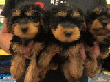 6 Chiots Yorkshire Terrier fauve et noir à vendre (non LOF)