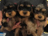 6 Chiots Yorkshire Terrier fauve et noir à vendre (non LOF)