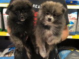 5 Chiots Spitz Nain non LOF disponibles &agrave; la vente