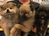 5 Chiots Spitz Nain non LOF disponibles &agrave; la vente