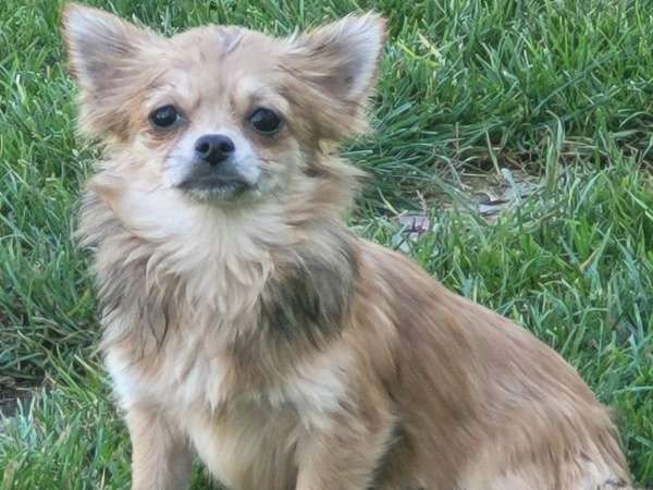 4 chiots Chihuahua à vendre non LOF, 1 mâle 2 femelles