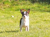 4 chiots Chihuahua à vendre non LOF, 1 mâle 2 femelles