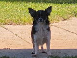4 chiots Chihuahua à vendre non LOF, 1 mâle 2 femelles