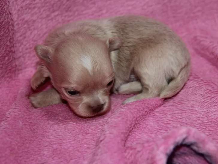 À vendre, quatre chiots Chihuahua à poil long (LOF)