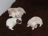 À vendre, quatre chiots Chihuahua à poil long (LOF)