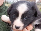 Vente de 5 chiots Border Collie, non LOF 3 mâles 2 femelles