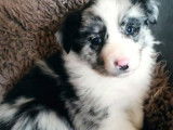 Vente de 5 chiots Border Collie, non LOF 3 mâles 2 femelles