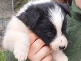 Vente de 5 chiots Border Collie, non LOF 3 mâles 2 femelles