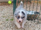 Vente de 5 chiots Border Collie, non LOF 3 mâles 2 femelles