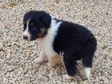Vente de 5 chiots Border Collie, non LOF 3 mâles 2 femelles