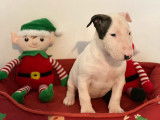 R&eacute;servation de 5 chiots Bull Terrier marron et blanc (LOF)