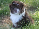 À vendre, chiots petit chien lion (LOF)