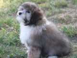 À vendre, chiots petit chien lion (LOF)