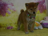 Chiots Shiba Inu LOF à vendre