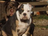 Un chiot m&acirc;le American Bully au pelage tricolore &agrave; vendre (non LOF)
