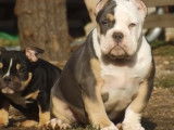 Un chiot m&acirc;le American Bully au pelage tricolore &agrave; vendre (non LOF)