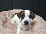 Vente de deux chiots Jack Russel non LOF 1 m&acirc;le 1 femelle