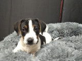 Vente de deux chiots Jack Russel non LOF 1 m&acirc;le 1 femelle