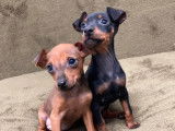2 chiots Pinscher Nain non LOF fauve ou noir et feu à vendre