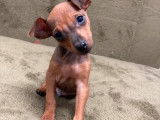 2 chiots Pinscher Nain non LOF fauve ou noir et feu à vendre
