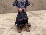 2 chiots Pinscher Nain non LOF fauve ou noir et feu à vendre