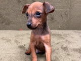 2 chiots Pinscher Nain non LOF fauve ou noir et feu à vendre